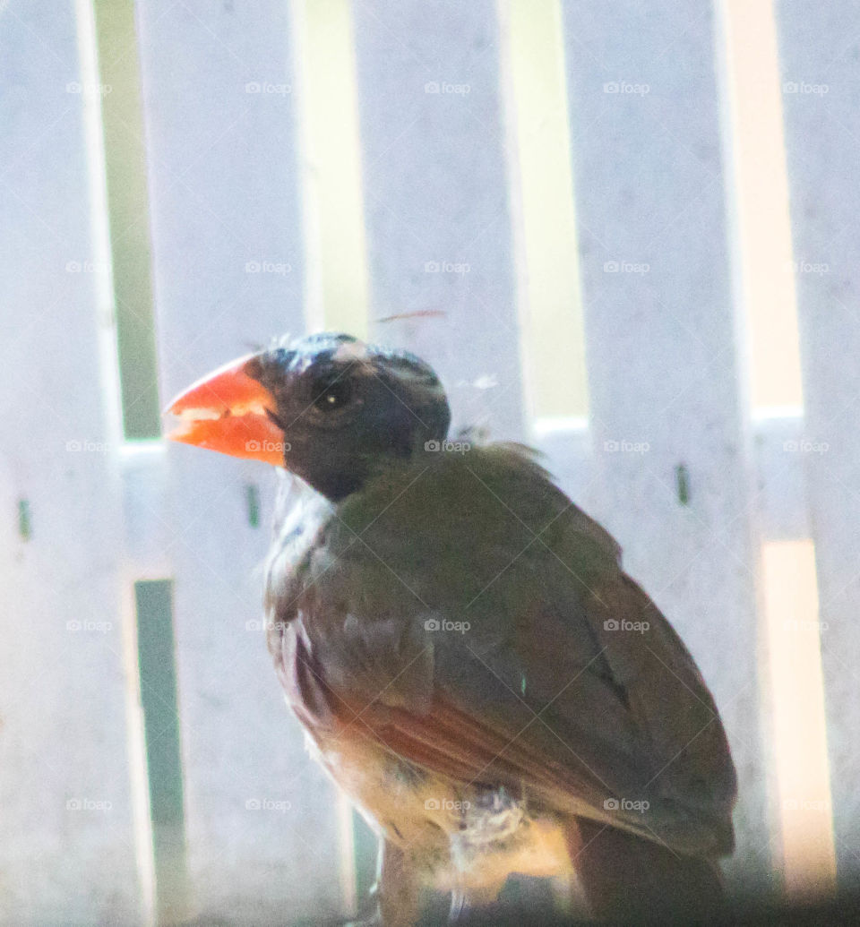Bald cardinal 