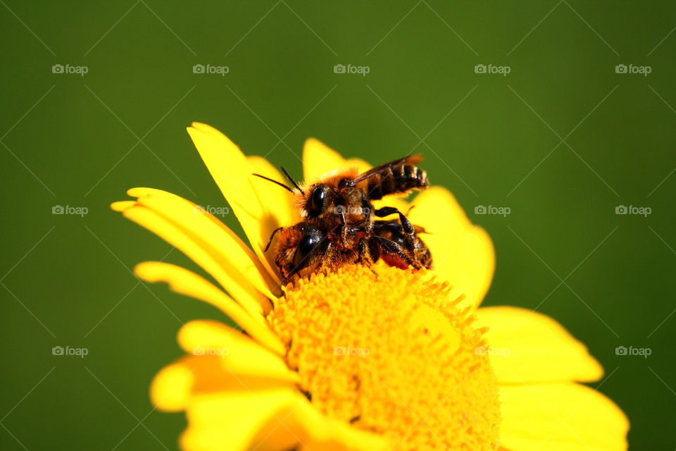 bees 