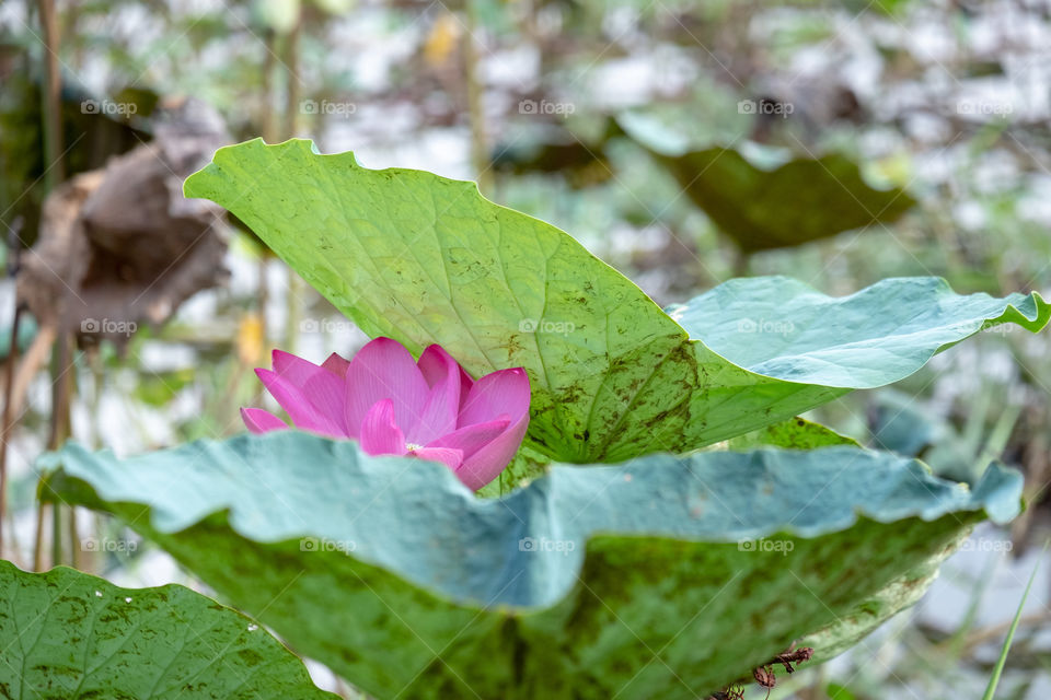 Pink lotus under green leaf