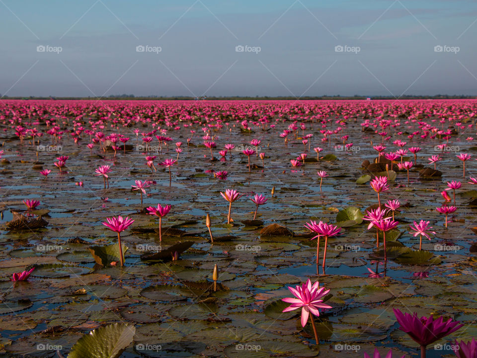 Red Lotus Sea