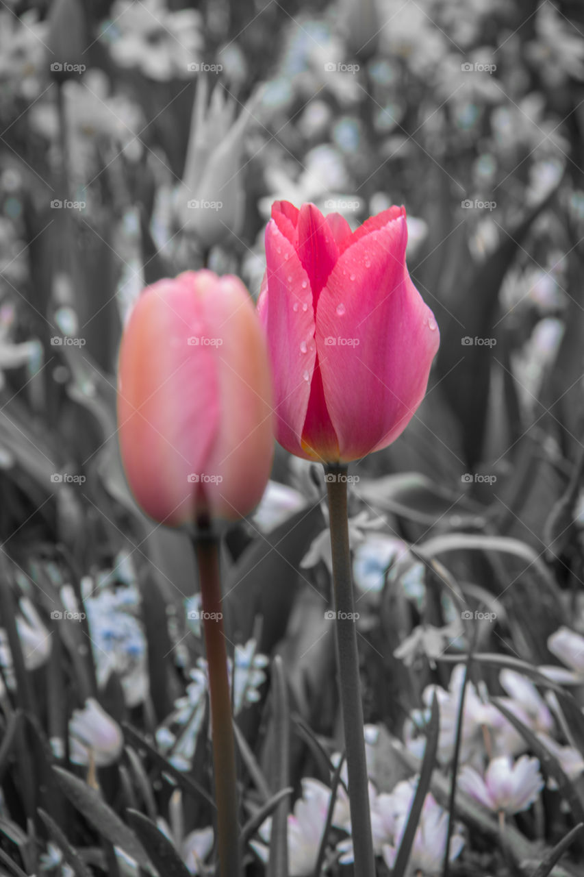 Pink tulip in a background of black and white 