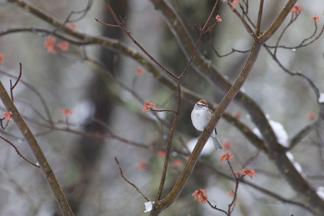 Chipping Sparrow perched on a snowy, Spring day