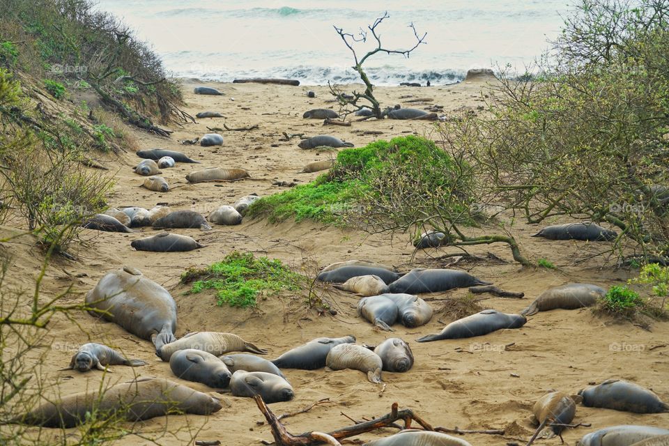 Seal Breeding Grounds On California Beach