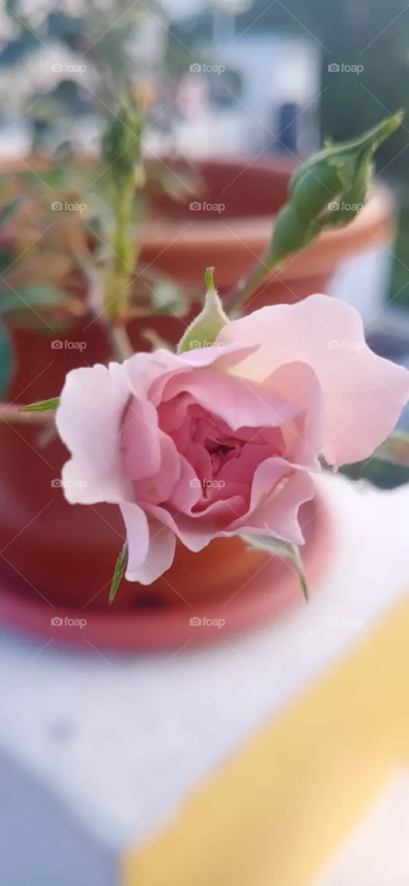 beautiful rose
