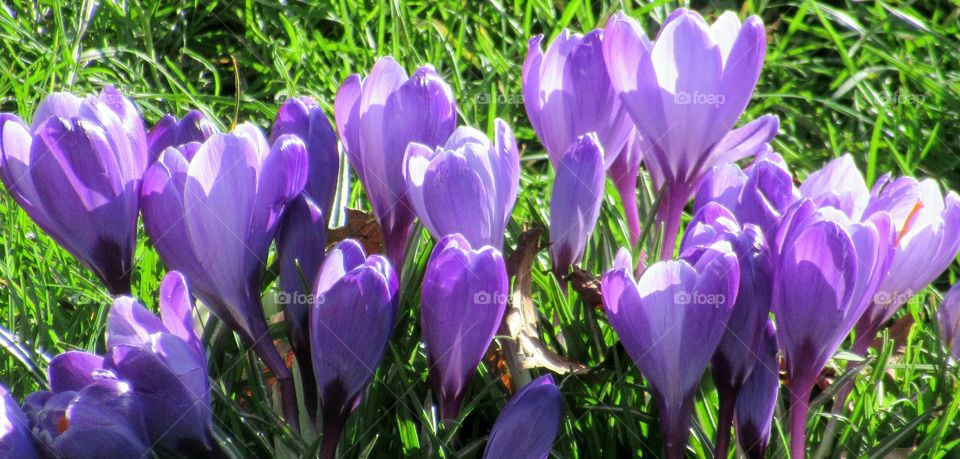 Lilac crocus flowers growing in the countryside