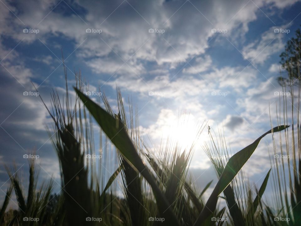 Behind the heads of field