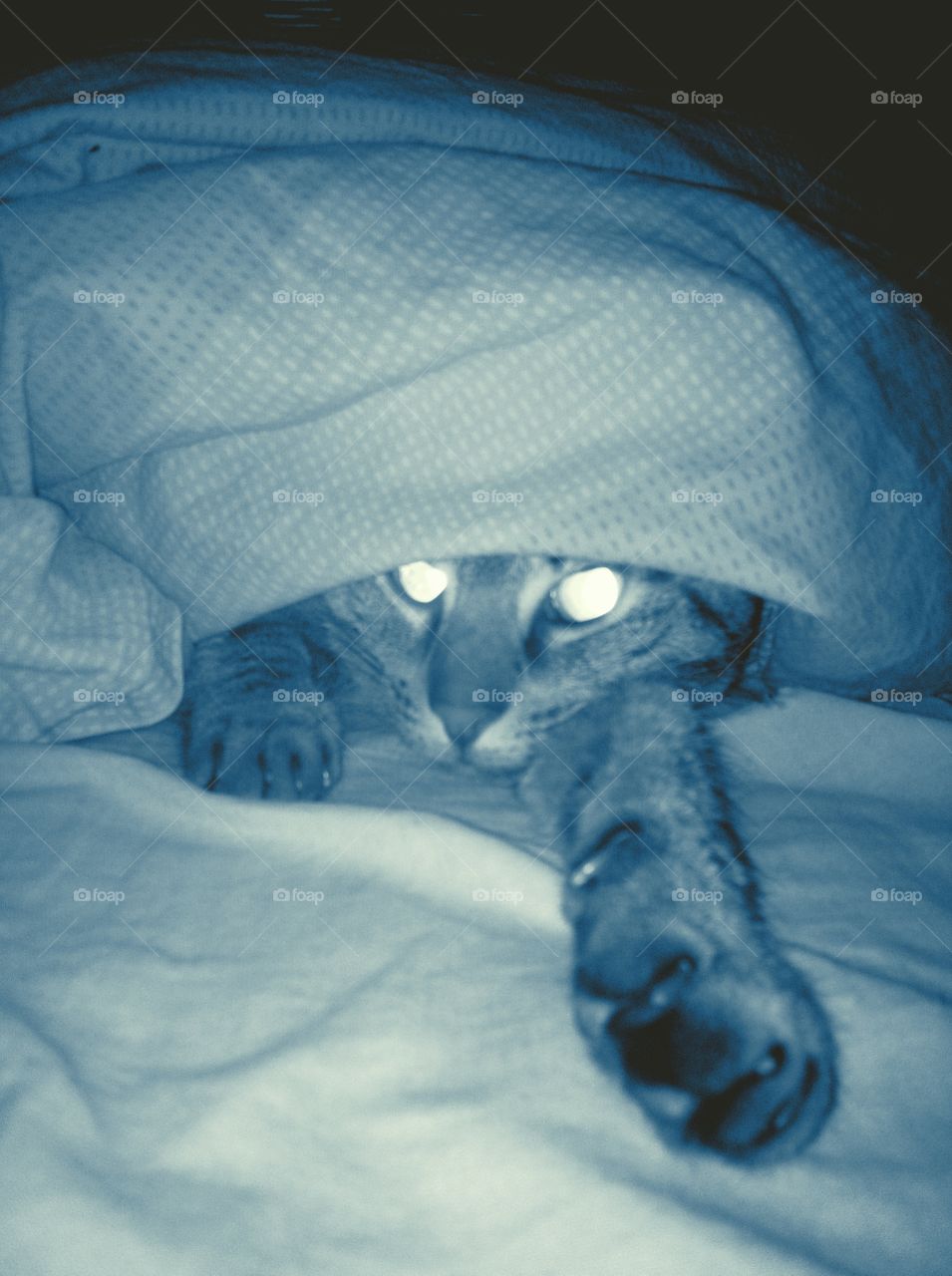 Spying nighttime cat