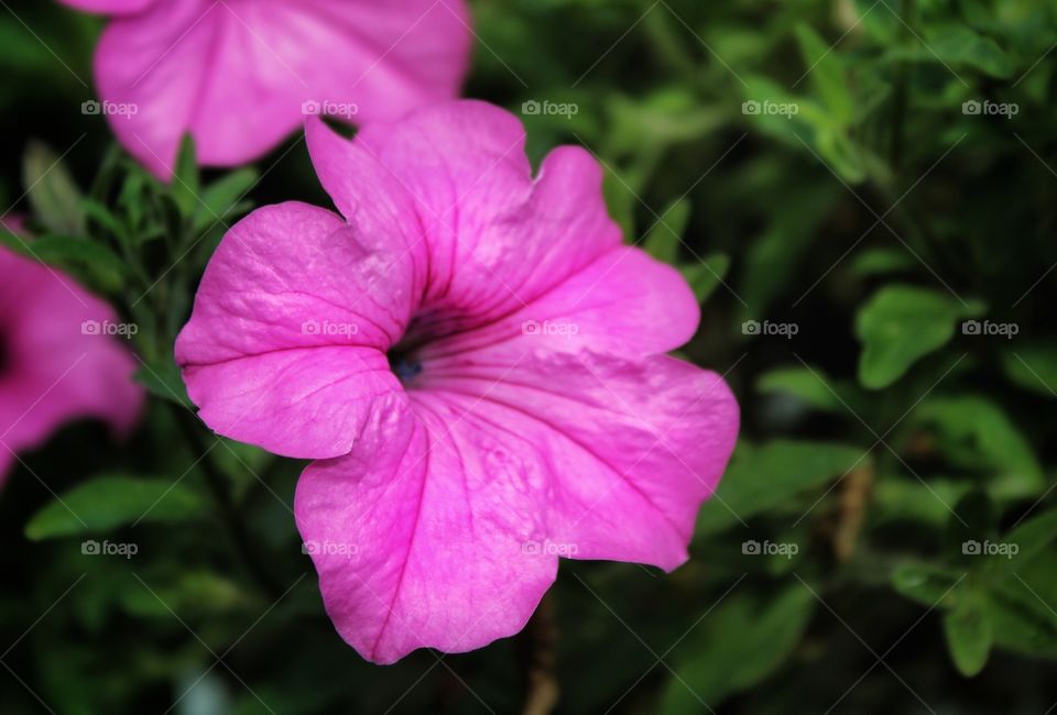 the vibrant color of the flowers and calm color of the leaves