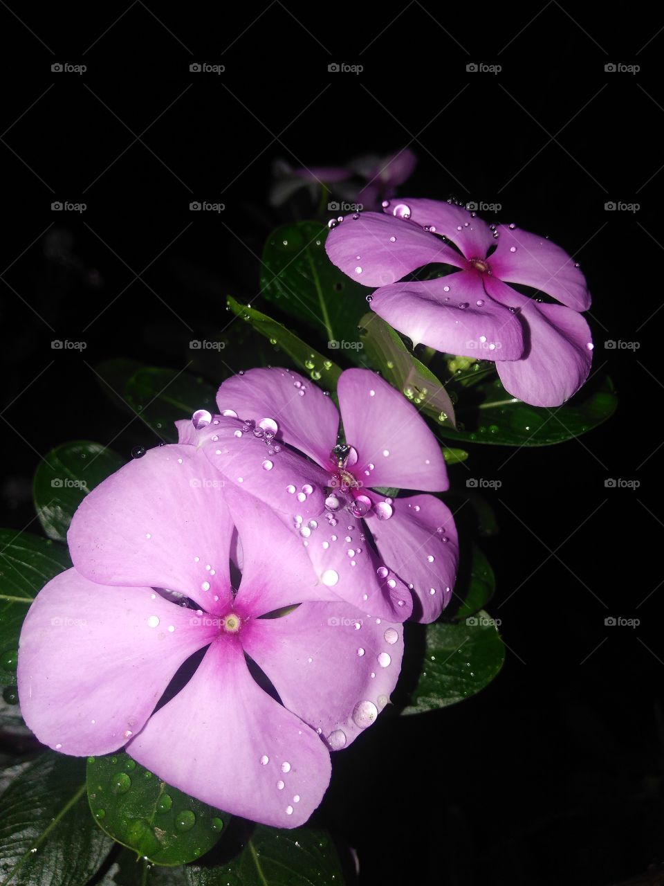 Pink flowers

dew drops