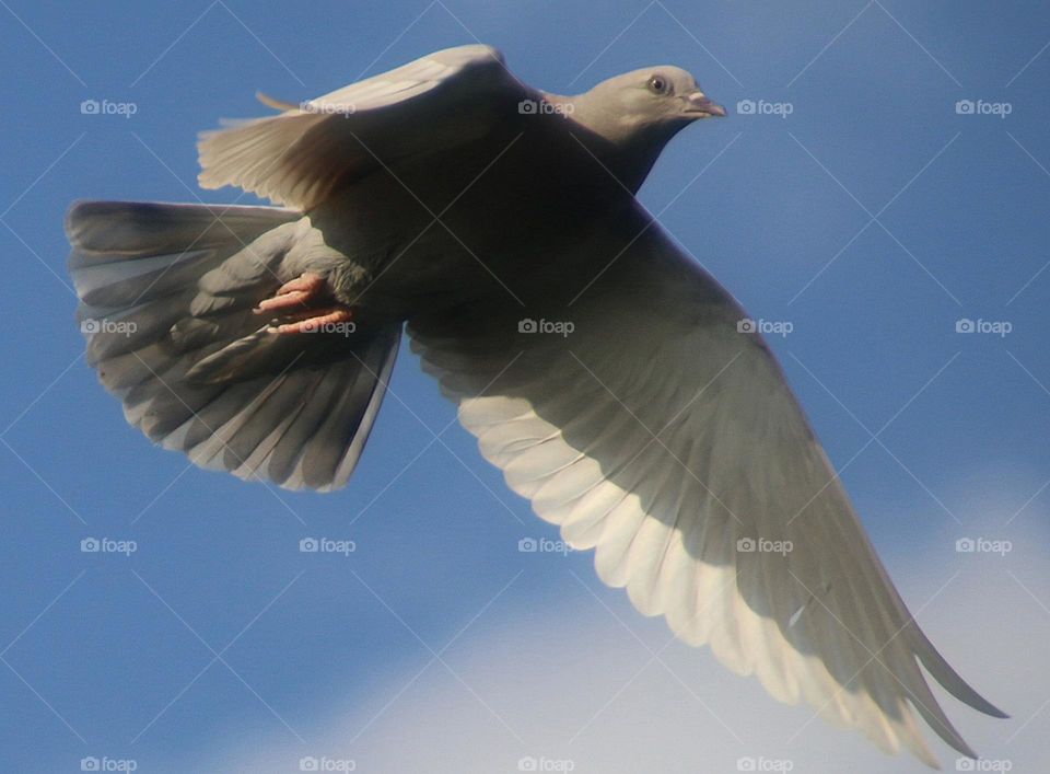 Pigeon Flying on Summer Day
