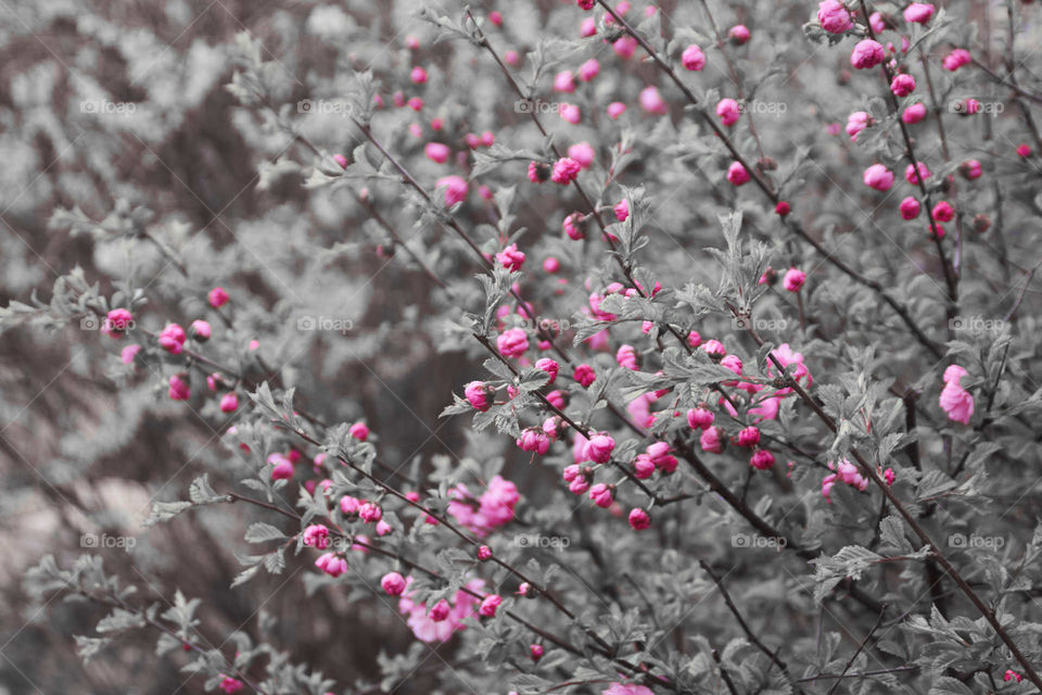 Pink cherry flowers in black and white