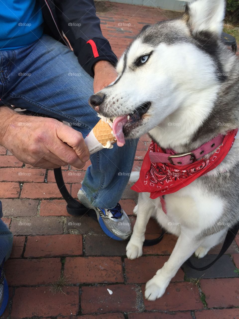 Dogs day out...l just wove ice cream...