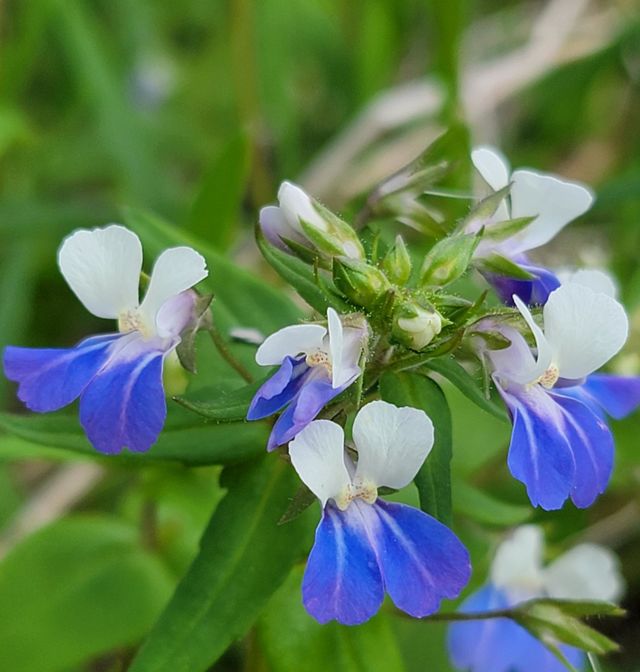 Blue Wildflower