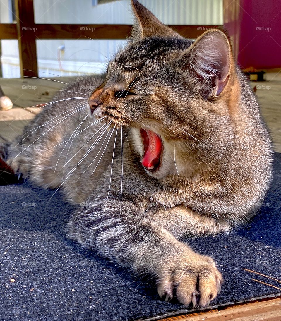 The Yawn
