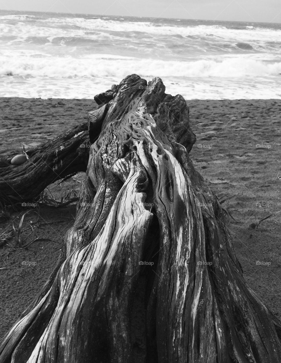 Drift wood on the Beach