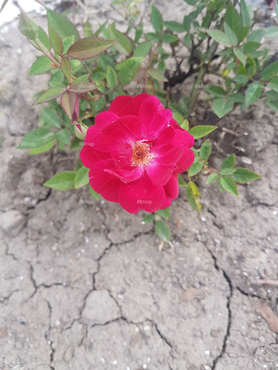 hermosa flor