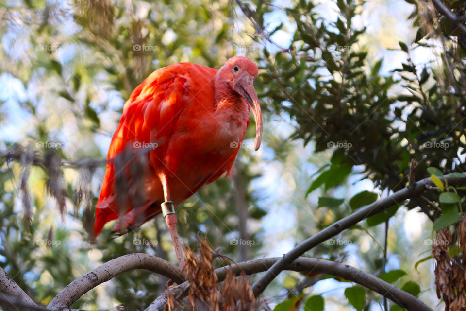 Brightly pink bird on a branch