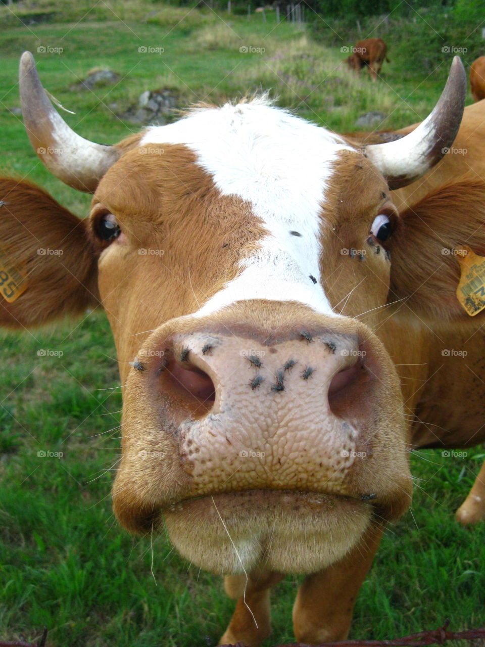 La vache qui ne rit pas. Is there is fly on my nose?
