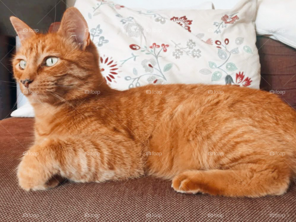 Cat looking for somewhere 