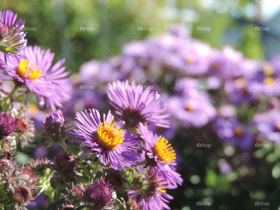 Fall Flora