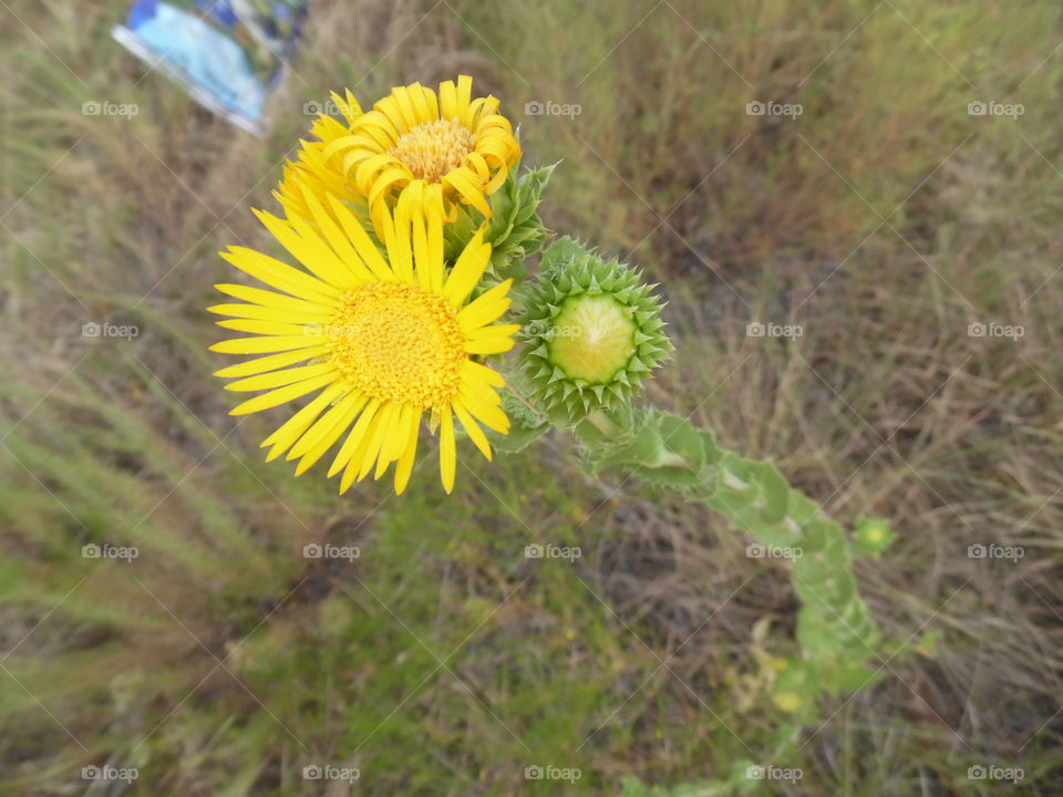 baby sunflower 🌻. I saw this little flower when I was sight seeing near Graham Texas. 👣 🚶 🏃 🔥 💨