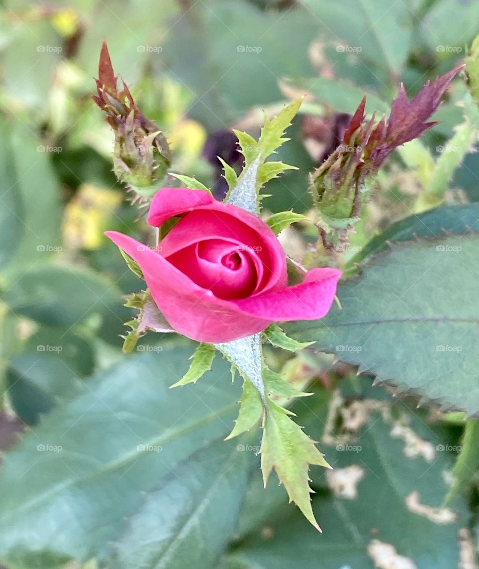 Pink rose bud