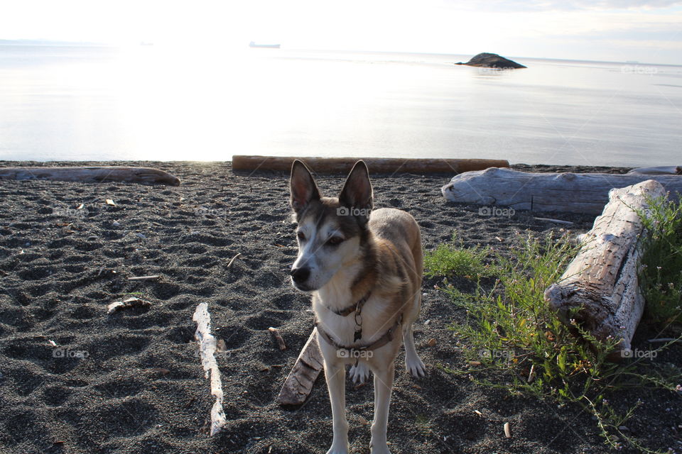 My dog at the beach