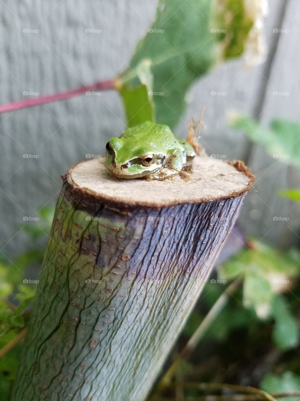 hello tree frog