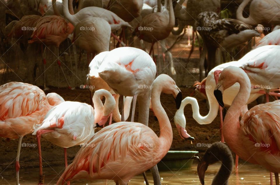 A group of flamingoes in the stream