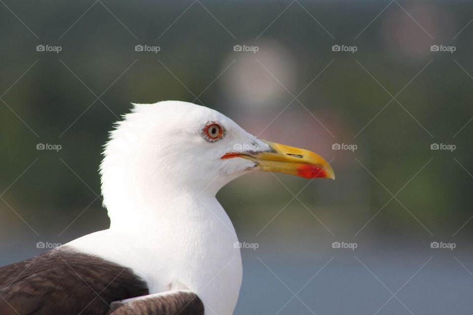 Seagull