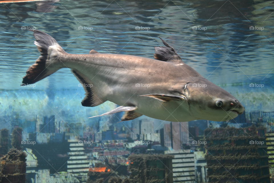 shark kiddo.. a.k.a Patin