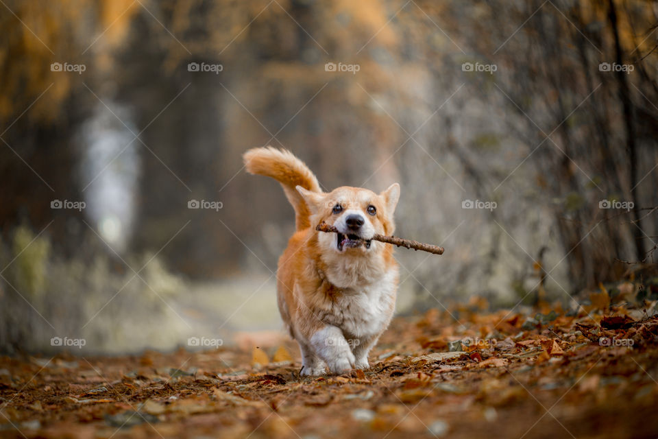 Welsh corgi pembroke in autumn park 