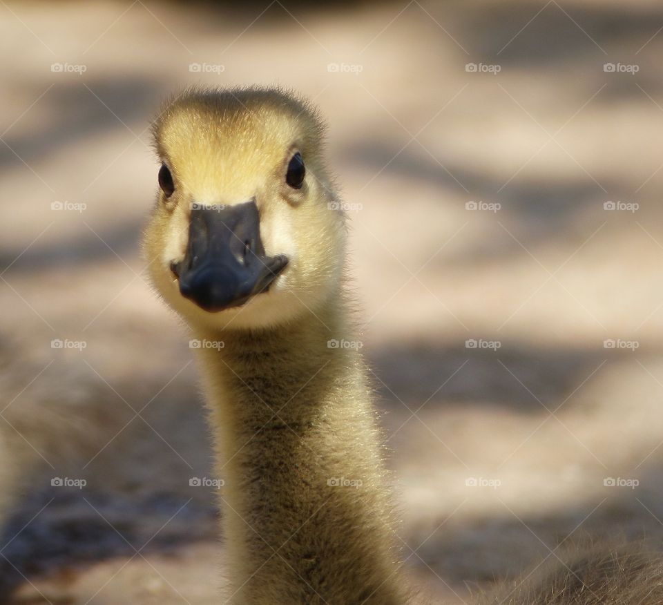 Portrait of a gosling