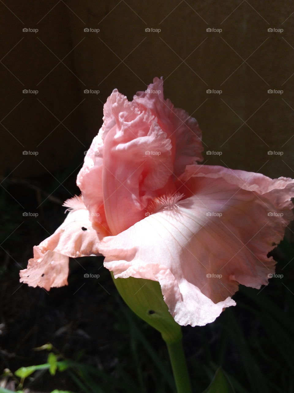 Pink bearded Iris