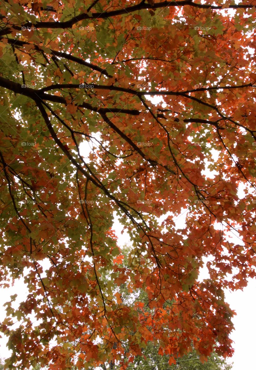 Beautiful fall tree 