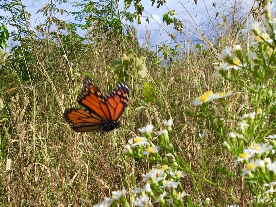Monarch butterfly in flight 