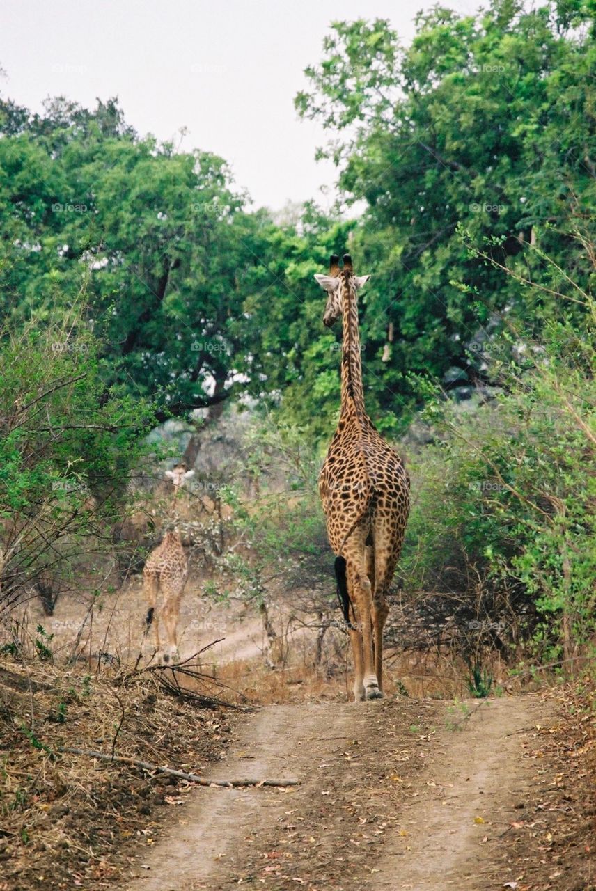 Photo safari, Zambia