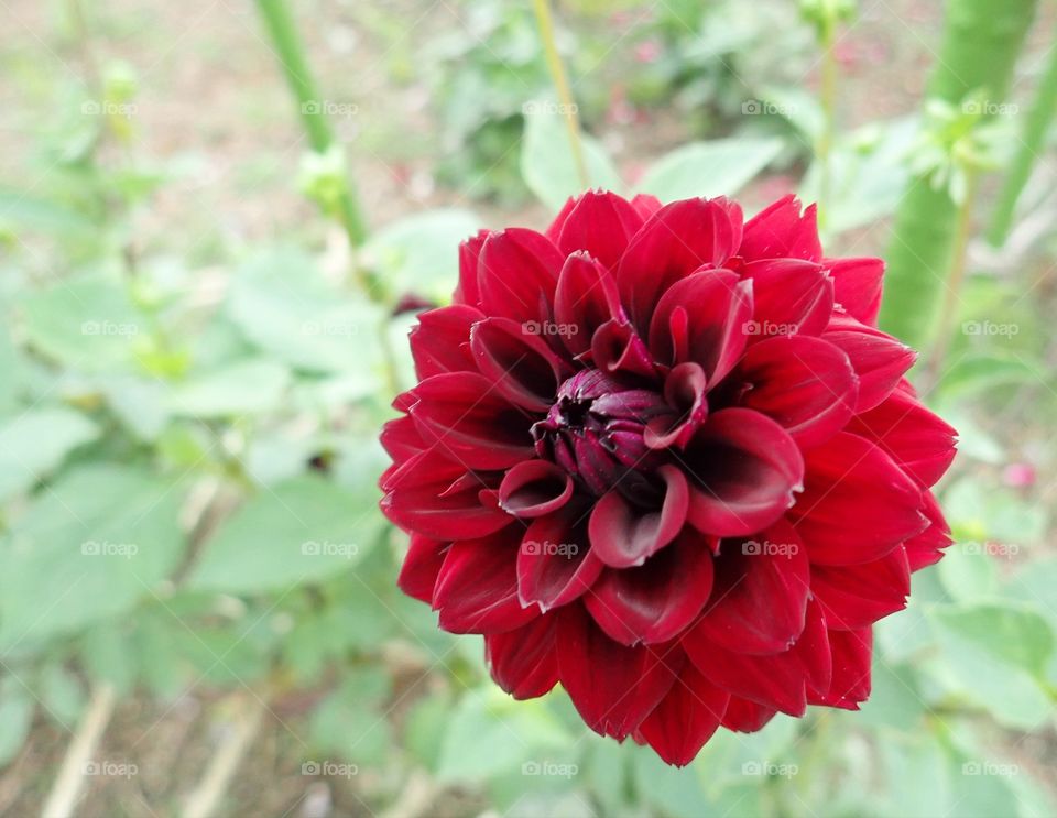 Red chrysanthemum