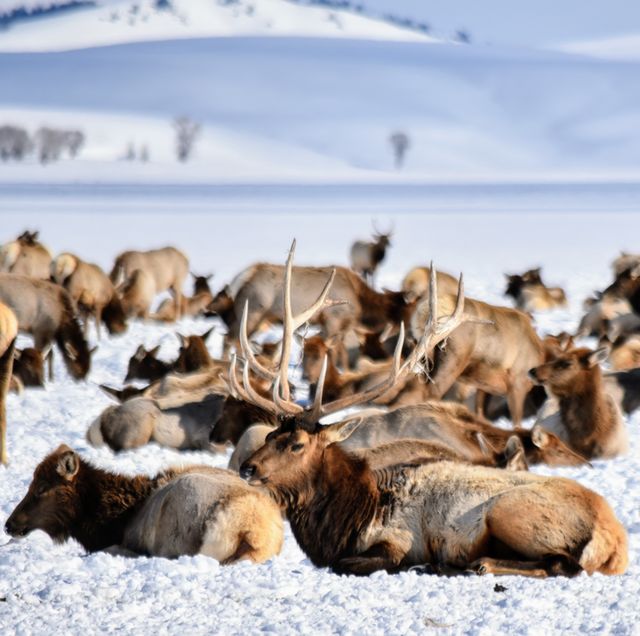Proud Bull Elk
