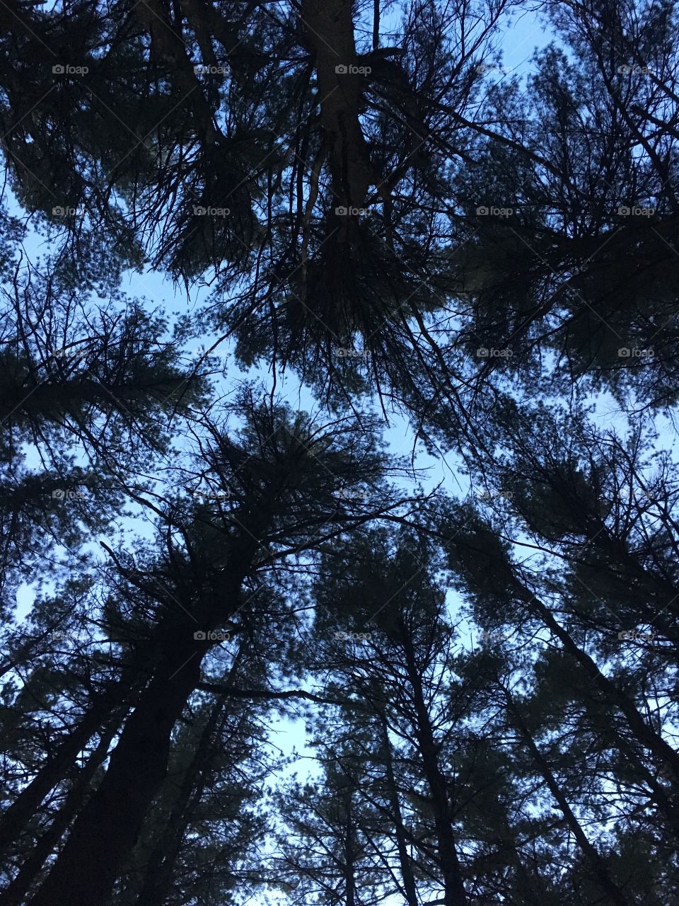 Looking up through the trees trying to find the sky