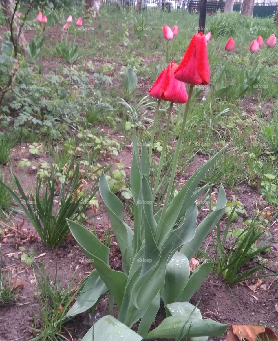 Tulips in the rain
