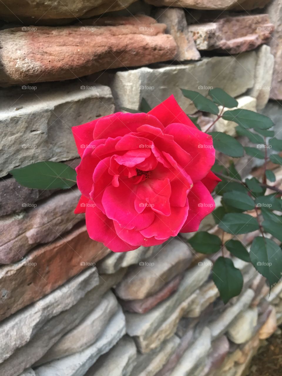 Red rose rock wall pink