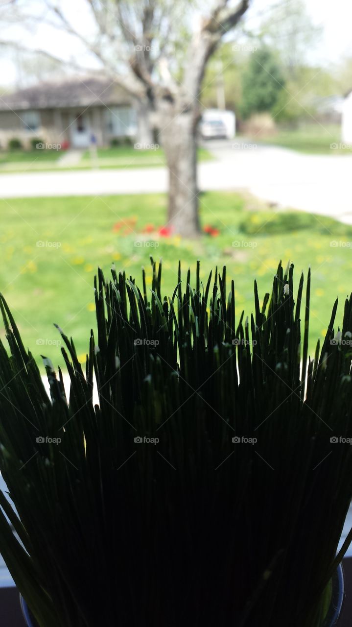 in the window. grass