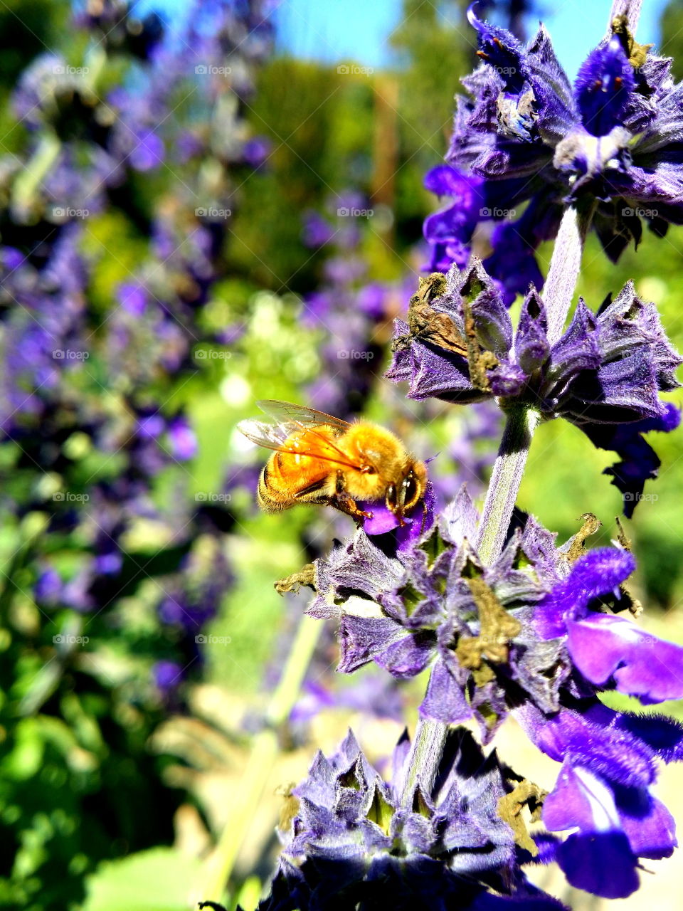 In the garden... flowers and pollinators! 🌼🐝🐞