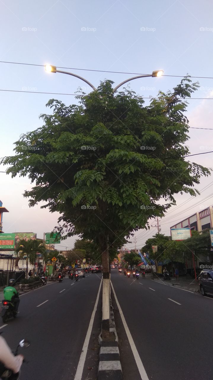A tree in the middle of street
