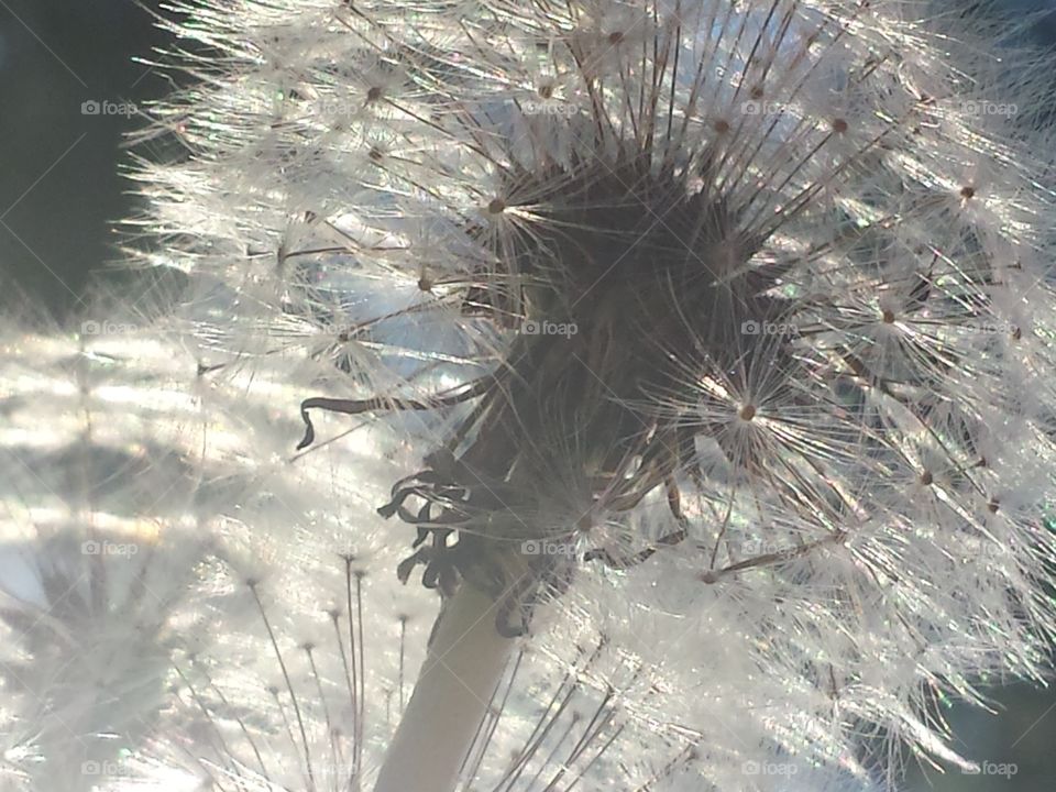 Wishes in the Morning