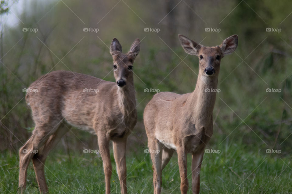 Little young deers