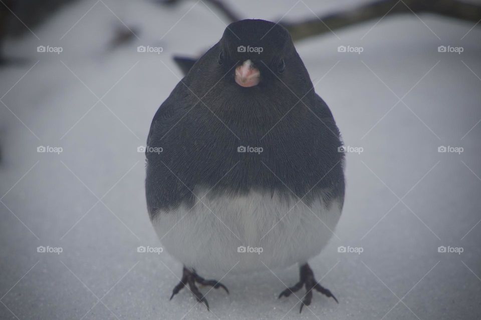 Extreme closeup of a dark-eyed junco standing in the snow. He’s very round as he fluffs out against the cold weather.