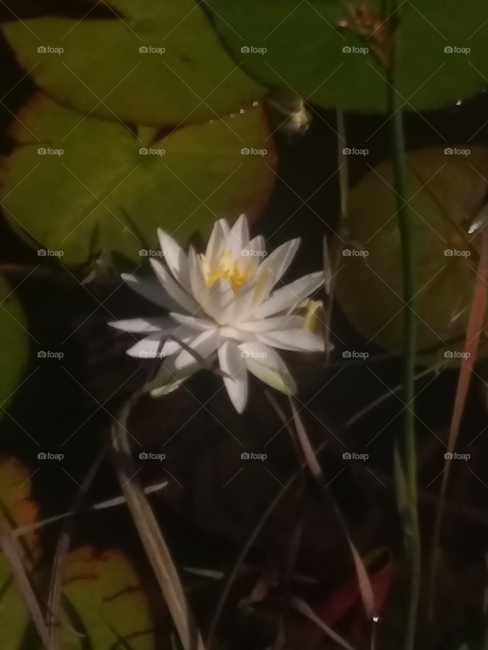 American white water-lily (Nymphaea odorata)