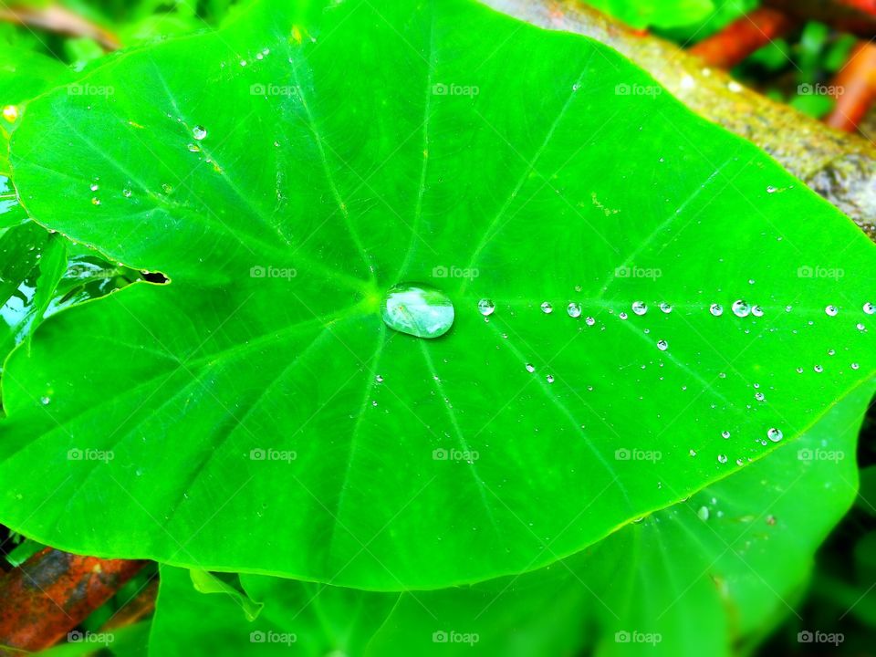 water in leaf